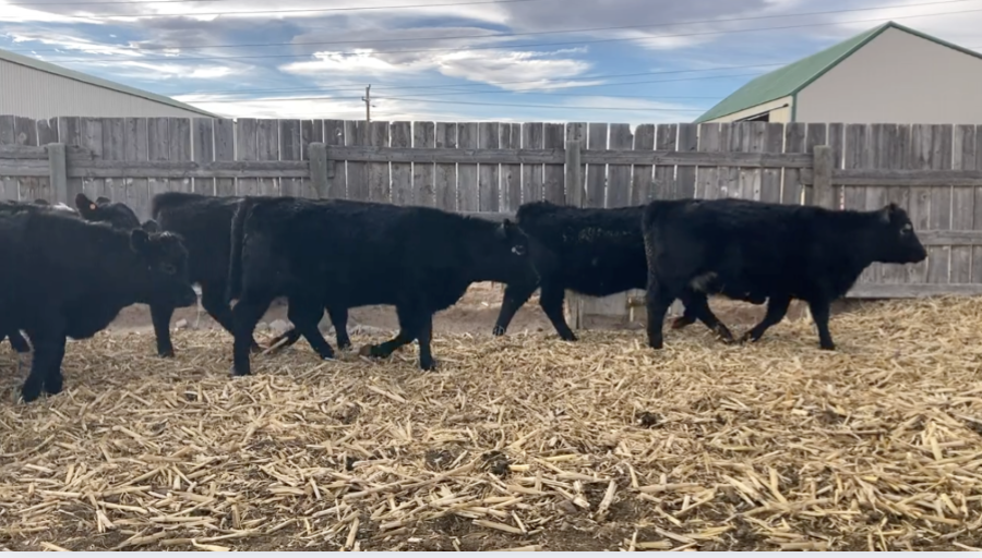 BANGS VACCINATED, HOME RAISED, 1 IRON, 650-700 LBS. FANCY CALVES!-BS107A6